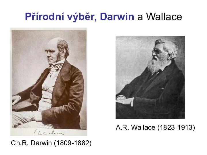 Přírodní výběr, Darwin a Wallace Ch.R. Darwin (1809-1882) A.R. Wallace (1823-1913)