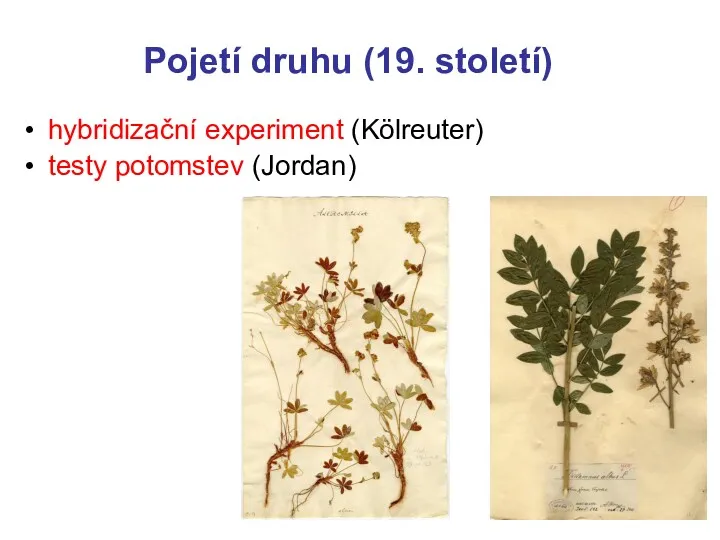 Pojetí druhu (19. století) hybridizační experiment (Kölreuter) testy potomstev (Jordan)