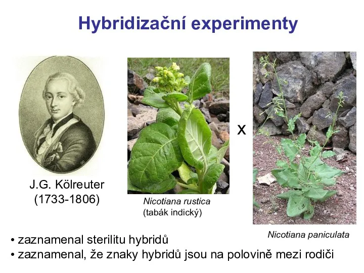 Hybridizační experimenty Nicotiana rustica (tabák indický) J.G. Kölreuter (1733-1806) Nicotiana paniculata x zaznamenal