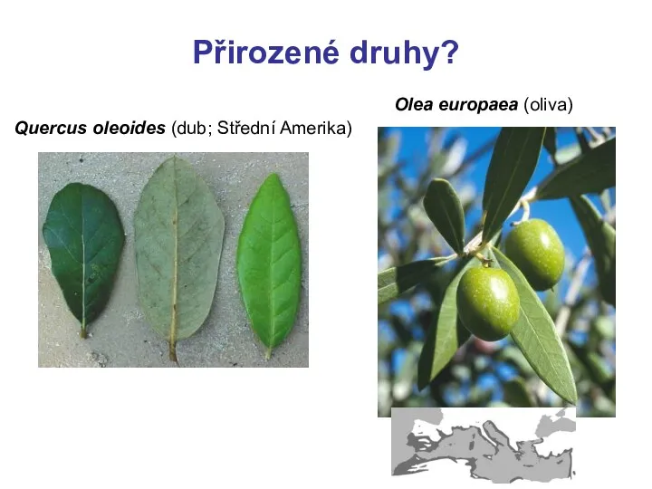 Přirozené druhy? Quercus oleoides (dub; Střední Amerika) Olea europaea (oliva)