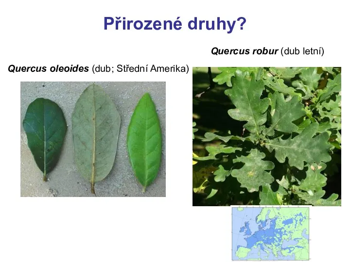 Přirozené druhy? Quercus oleoides (dub; Střední Amerika) Quercus robur (dub letní)
