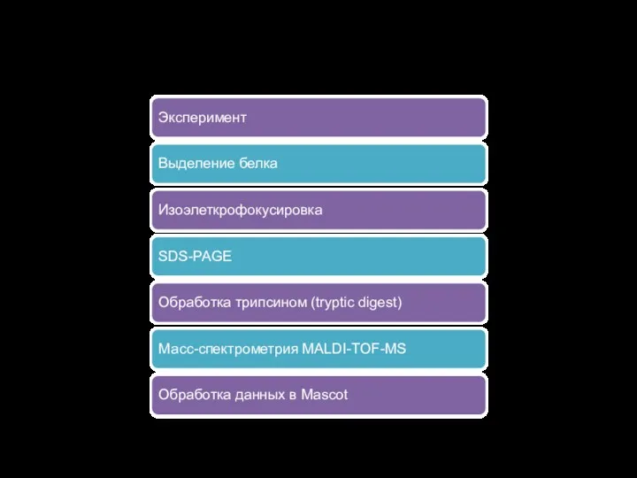Пример рабочего процесса Эксперимент Выделение белка Изоэлеткрофокусировка SDS-PAGE Обработка трипсином