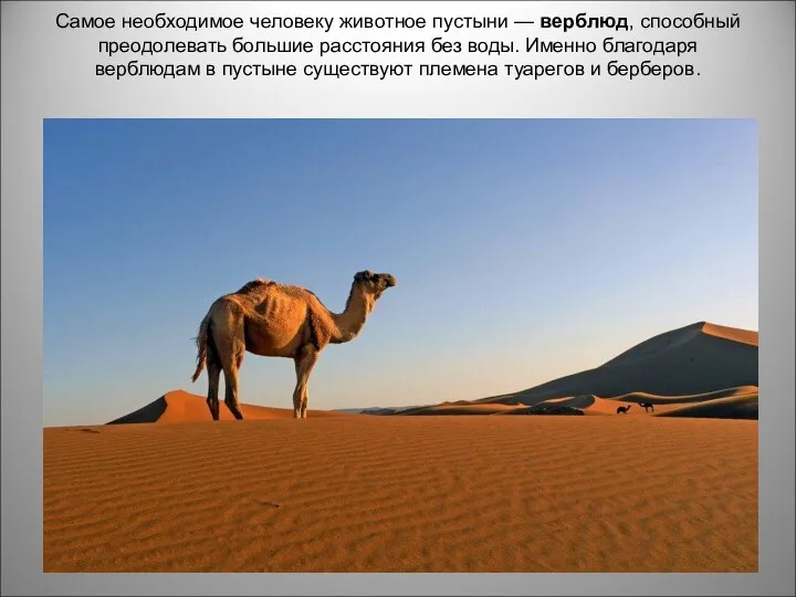 Самое необходимое человеку животное пустыни — верблюд, способный преодолевать большие расстояния без воды.