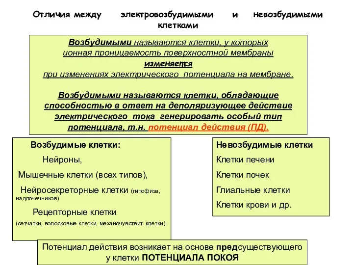 Возбудимыми называются клетки, у которых ионная проницаемость поверхностной мембраны изменяется