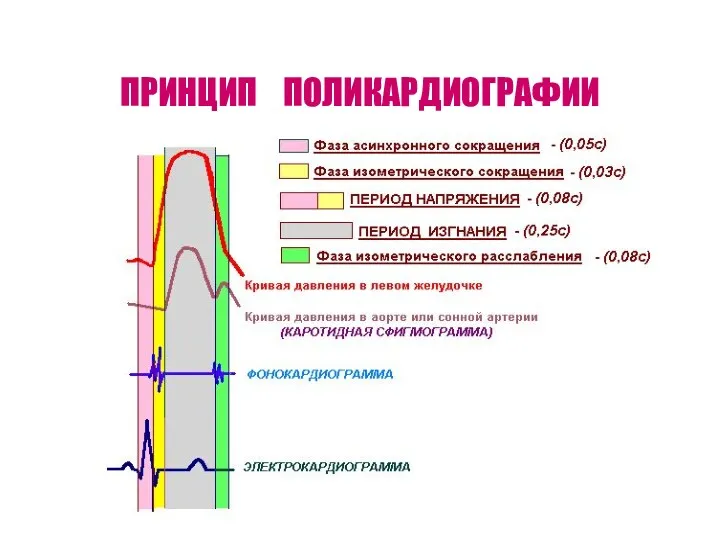 ПРИНЦИП ПОЛИКАРДИОГРАФИИ