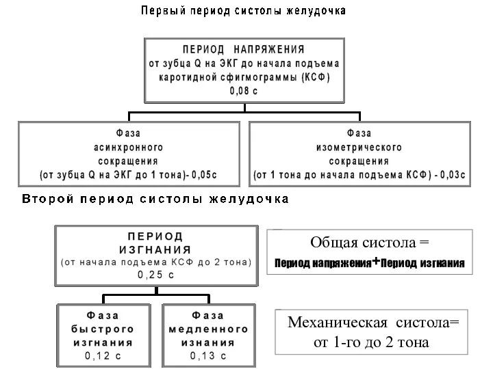 Общая систола = Период напряжения+Период изгнания Механическая систола= от 1-го до 2 тона