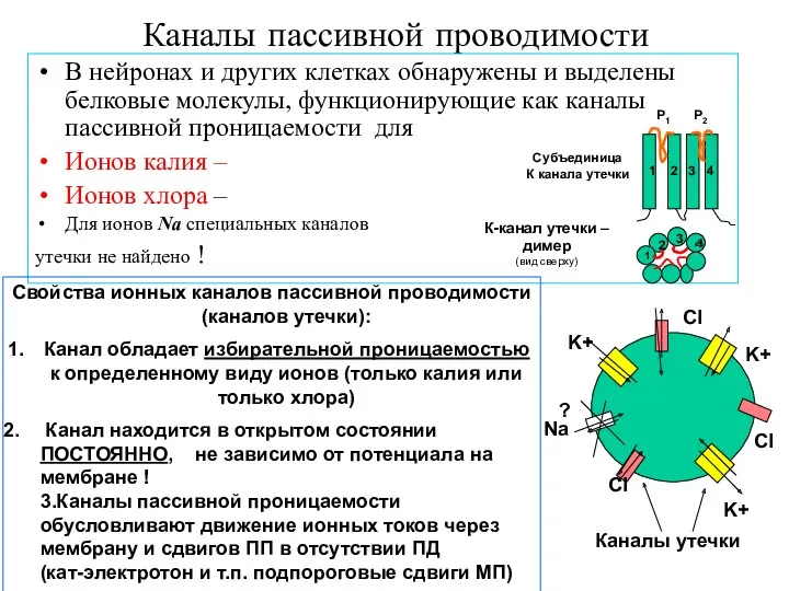 Каналы пассивной проводимости В нейронах и других клетках обнаружены и