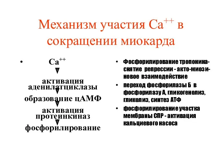 Механизм участия Са++ в сокращении миокарда Са++ активация аденилатциклазы образование