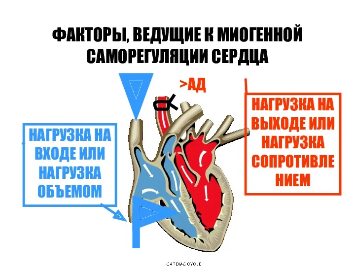 ФАКТОРЫ, ВЕДУЩИЕ К МИОГЕННОЙ САМОРЕГУЛЯЦИИ СЕРДЦА НАГРУЗКА НА ВХОДЕ ИЛИ