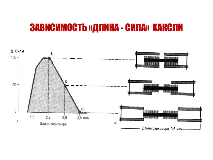 ЗАВИСИМОСТЬ «ДЛИНА - СИЛА» ХАКСЛИ