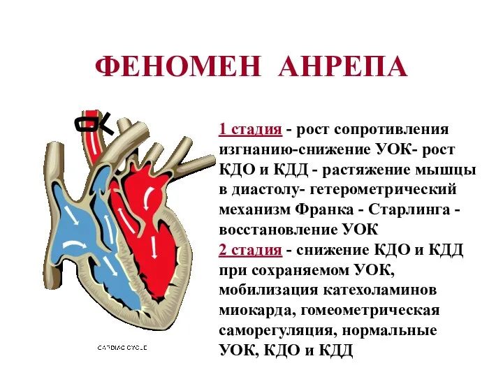 ФЕНОМЕН АНРЕПА 1 стадия - рост сопротивления изгнанию-снижение УОК- рост