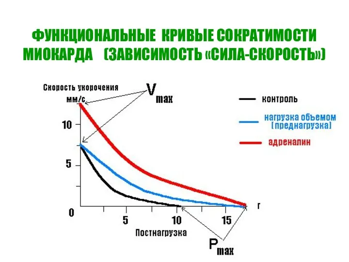 ФУНКЦИОНАЛЬНЫЕ КРИВЫЕ СОКРАТИМОСТИ МИОКАРДА (ЗАВИСИМОСТЬ «СИЛА-СКОРОСТЬ»)