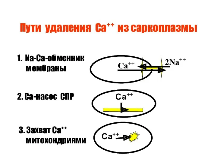 Пути удаления Са++ из саркоплазмы 2Na++ Ca++ 1. Na-Ca-обменник мембраны