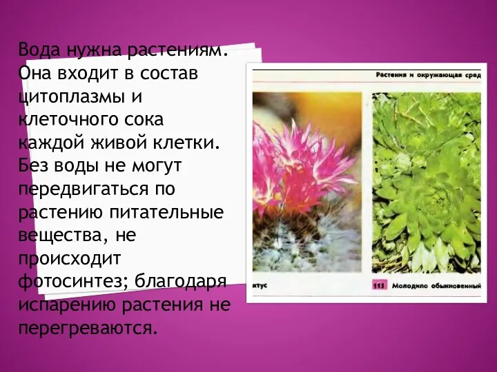 Вода нужна растениям. Она входит в состав цитоплазмы и клеточного