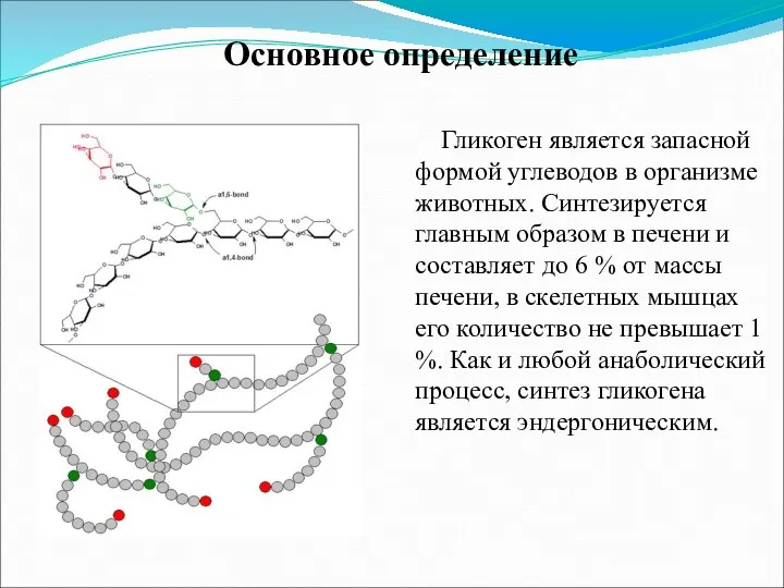 Гликоген является запасной формой углеводов в организме животных. Синтезируется главным