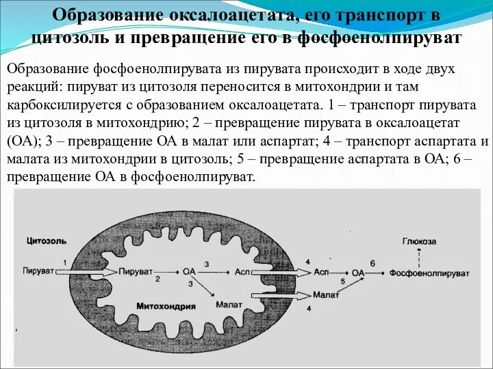 Образование оксалоацетата, его транспорт в цитозоль и превращение его в