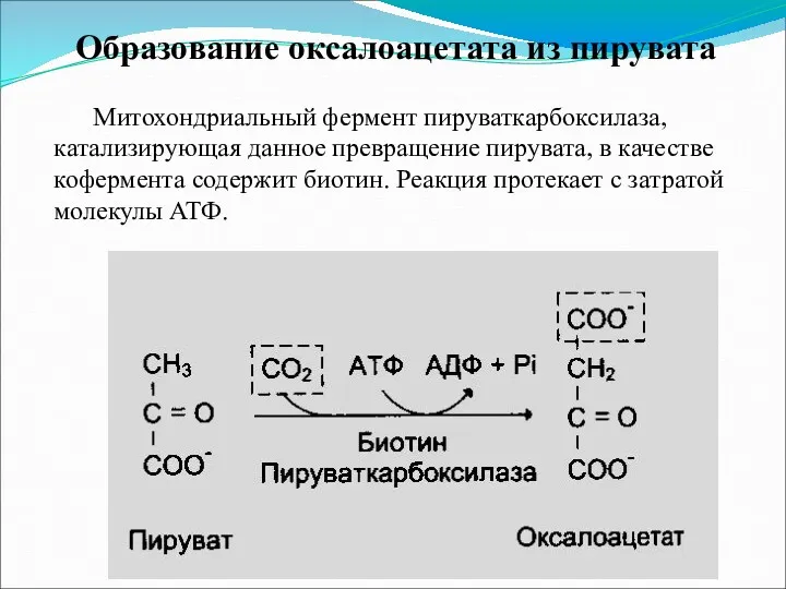 Образование оксалоацетата из пирувата Митохондриальный фермент пируваткарбоксилаза, катализирующая данное превращение