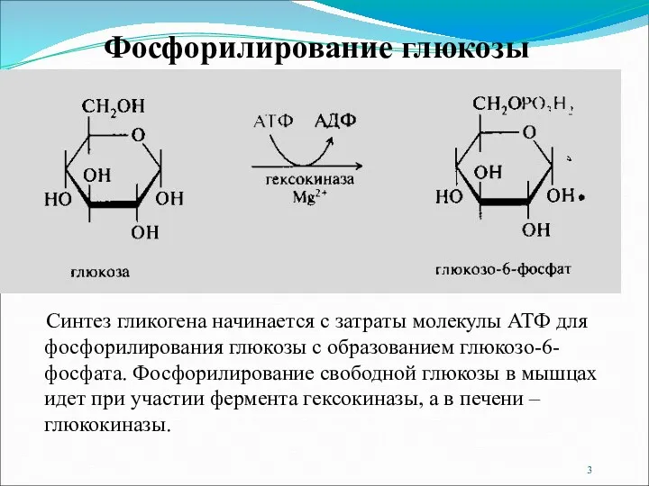 Синтез гликогена начинается с затраты молекулы АТФ для фосфорилирования глюкозы