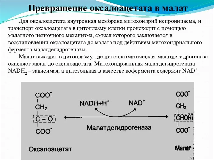 Превращение оксалоацетата в малат Для оксалоацетата внутренняя мембрана митохондрий непроницаема,