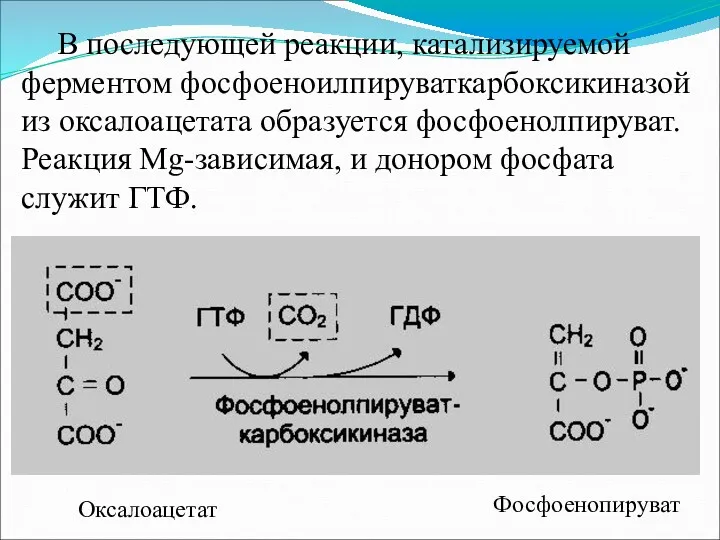 В последующей реакции, катализируемой ферментом фосфоеноилпируваткарбоксикиназой из оксалоацетата образуется фосфоенолпируват.