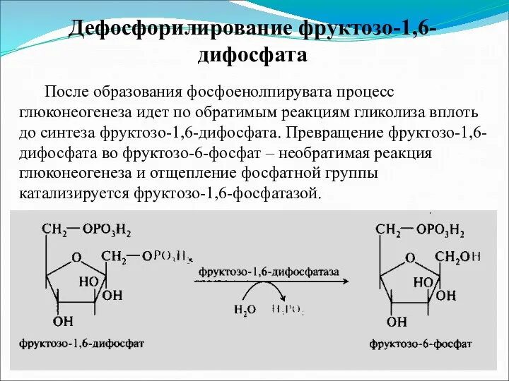 Дефосфорилирование фруктозо-1,6-дифосфата После образования фосфоенолпирувата процесс глюконеогенеза идет по обратимым