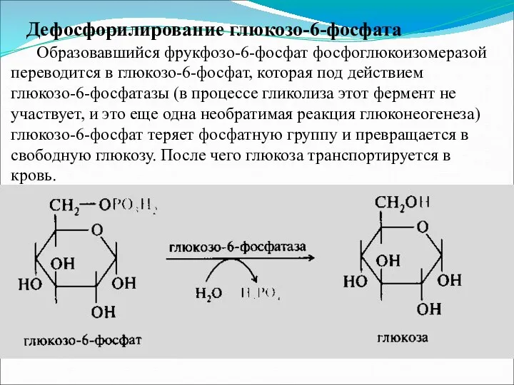 Дефосфорилирование глюкозо-6-фосфата Образовавшийся фрукфозо-6-фосфат фосфоглюкоизомеразой переводится в глюкозо-6-фосфат, которая под