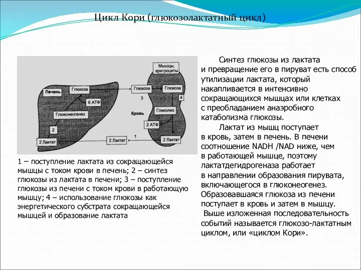 Цикл Кори (глюкозолактатный цикл) Схема цикла Синтез глюкозы из лактата