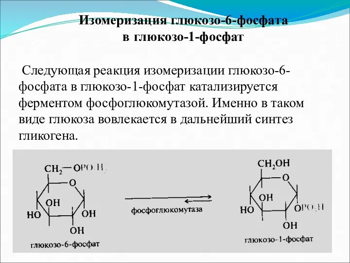 Изомеризация глюкозо-6-фосфата в глюкозо-1-фосфат Следующая реакция изомеризации глюкозо-6-фосфата в глюкозо-1-фосфат