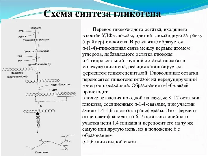 Схема синтеза гликогена Перенос глюкозидного остатка, входящего в состав УДФ-глюкозы,