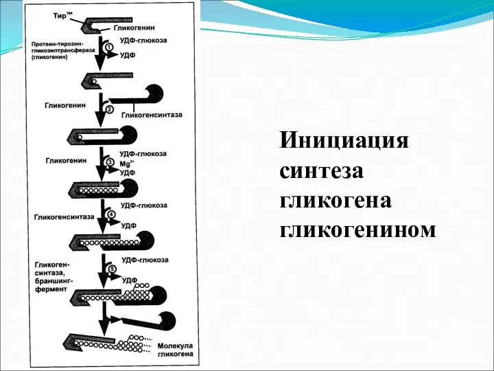 Инициация синтеза гликогена гликогенином