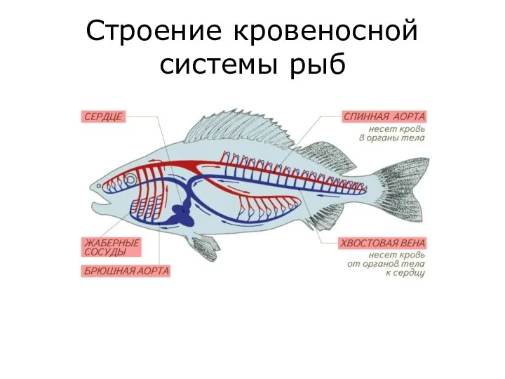 Строение кровеносной системы рыб