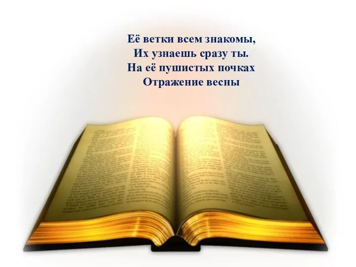 Её ветки всем знакомы, Их узнаешь сразу ты. На её пушистых почках Отражение весны