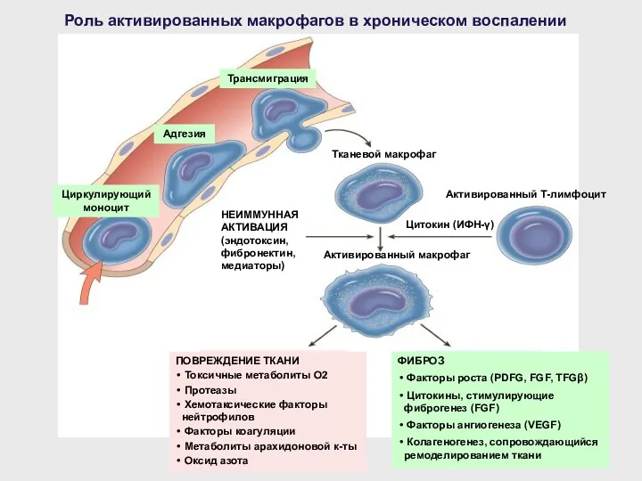 Роль активированных макрофагов в хроническом воспалении Циркулирующий моноцит Адгезия Трансмиграция Цитокин (ИФН-γ) Тканевой
