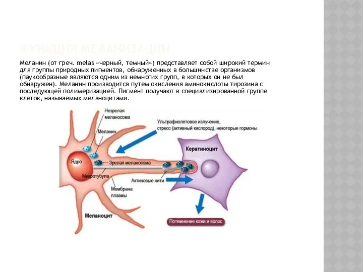 ФУНКЦИЯ МЕЛАНИЗАЦИИ Меланин (от греч. melas «черный, темный») представляет собой