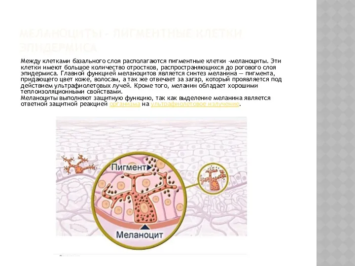 МЕЛАНОЦИТЫ - ПИГМЕНТНЫЕ КЛЕТКИ ЭПИДЕРМИСА Между клетками базального слоя располагаются