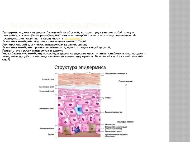 БАЗАЛЬНЫЙ СЛОЙ ЭПИДЕРМИСА Эпидермис отделен от дермы базальной мембраной, которая
