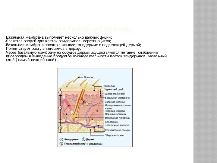ФУНКЦИИ БАЗАЛЬНОЙ МЕМБРАНЫ Базальная мембрана выполняет несколько важных ф-ций: Является