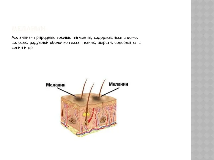 МЕЛАНИН Меланины- природные темные пигменты, содержащиеся в коже, волосах, радужной