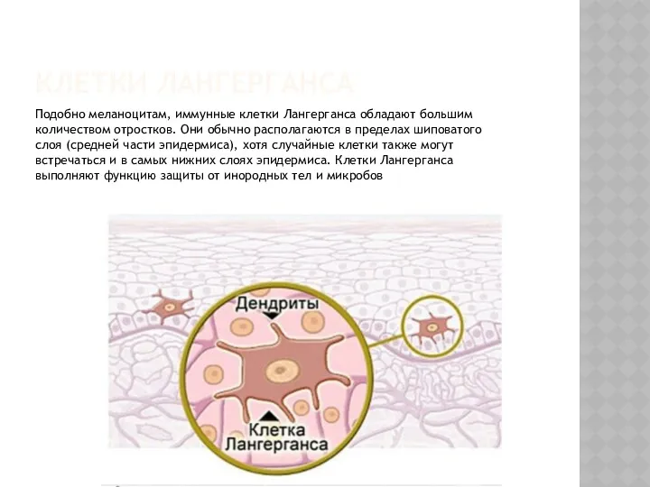 КЛЕТКИ ЛАНГЕРГАНСА Подобно меланоцитам, иммунные клетки Лангерганса обладают большим количеством
