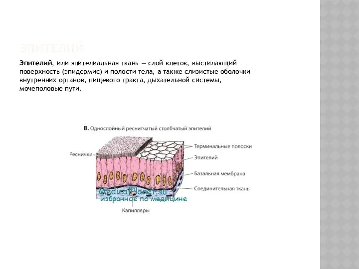 ЭПИТЕЛИЙ Эпителий, или эпителиальная ткань — слой клеток, выстилающий поверхность