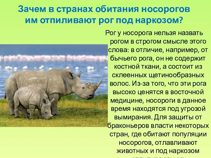 Зачем в странах обитания носорогов им отпиливают рог под наркозом?
