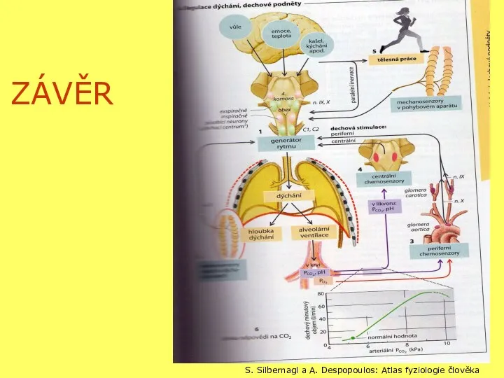 ZÁVĚR S. Silbernagl a A. Despopoulos: Atlas fyziologie člověka