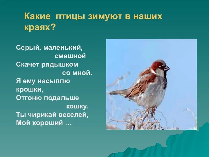 Какие птицы зимуют в наших краях? Серый, маленький, смешной Скачет