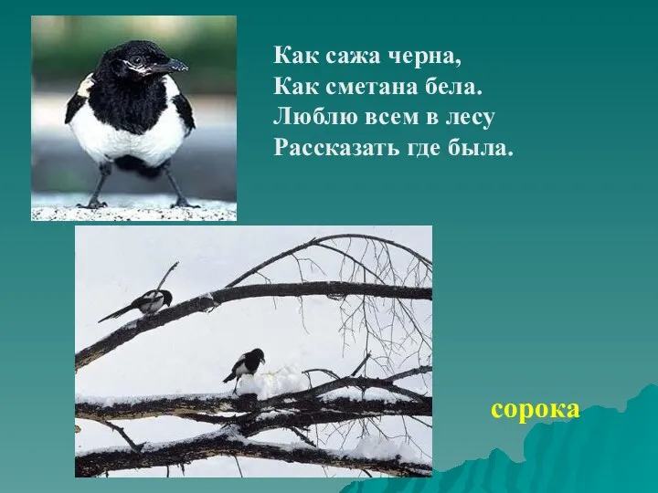 Как сажа черна, Как сметана бела. Люблю всем в лесу Рассказать где была. сорока