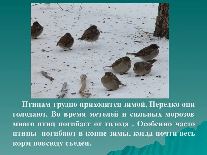 Птицам трудно приходится зимой. Нередко они голодают. Во время метелей