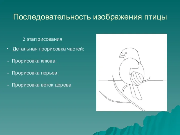 Последовательность изображения птицы Детальная прорисовка частей: - Прорисовка клюва; -