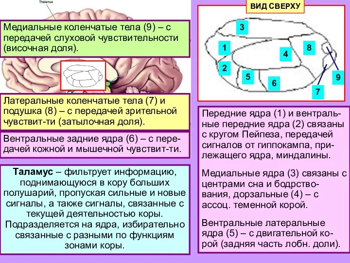 Таламус – фильтрует информацию, поднимающуюся в кору больших полушарий, пропуская