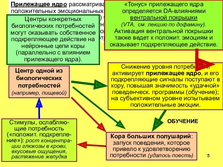 Прилежащее ядро рассматривается как основной путь для передачи положительных эмоциональных