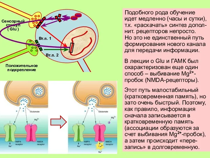 Подобного рода обучение идет медленно (часы и сутки), т.к. «раскачать»