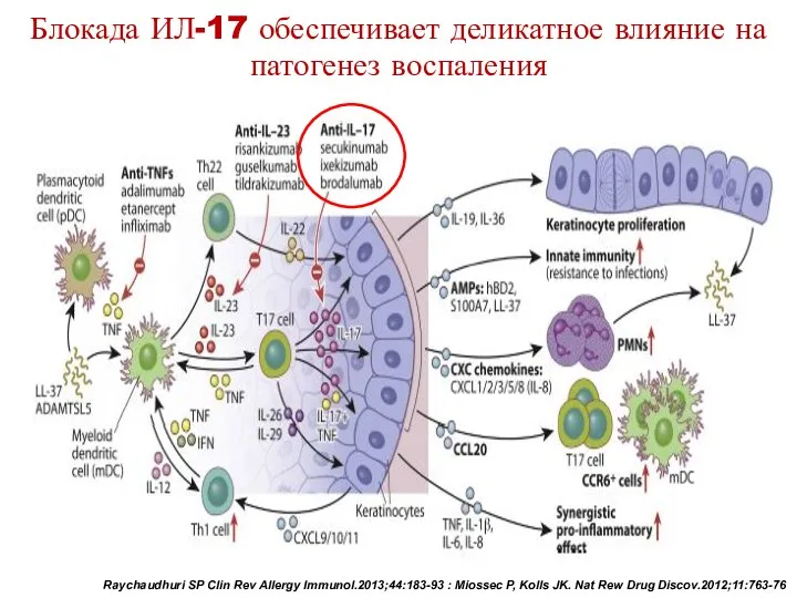 Блокада ИЛ-17 обеспечивает деликатное влияние на патогенез воспаления Raychaudhuri SP